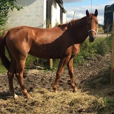 Dansk Varmblod Daner fair-way