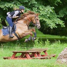 Dansk Varmblod Lunds Intermezzo