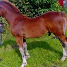 Welsh Cob (sec D) Møllegydens Brego