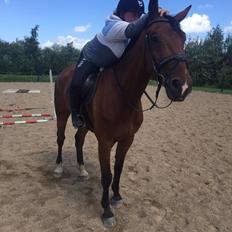 Svensk Varmblod BonBon De La Corde