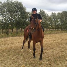 Svensk Varmblod BonBon De La Corde