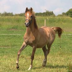 Arabisk fuldblod (OX) Sabeeh Al Khaiff OX