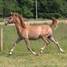 Arabisk fuldblod (OX) Sabeeh Al Khaiff OX