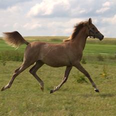 Arabisk fuldblod (OX) Sabeeh Al Khaiff OX