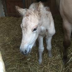 Fjordhest Røntved's Halina