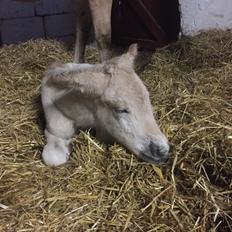 Fjordhest Røntved's Halina