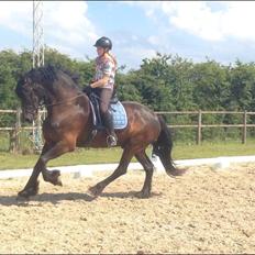 Frieser Alegro Ellemose 