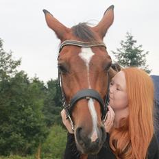 Dansk Varmblod Hestegaardens estella