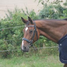 Dansk Varmblod Hestegaardens estella