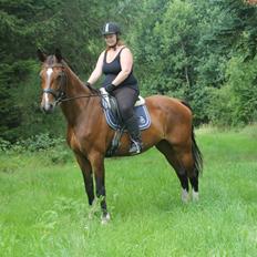 Dansk Varmblod Hestegaardens estella