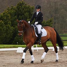 Dansk Varmblod Storbjergs Cassiopeia RDS