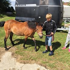 Anden særlig race Asterix