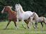 Welsh Cob (sec D) Ynyslyns Celebration