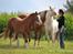 Welsh Cob (sec D) Melanders Flora - Aug 2016