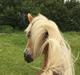 Haflinger Unda