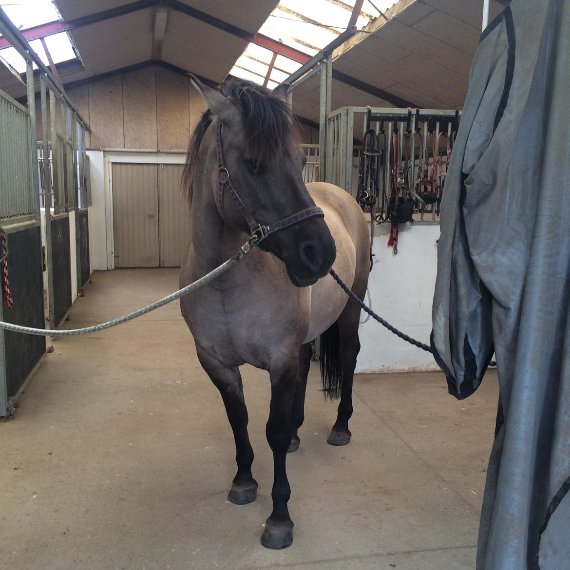 Anden særlig race Carla (Solgt) billede 16