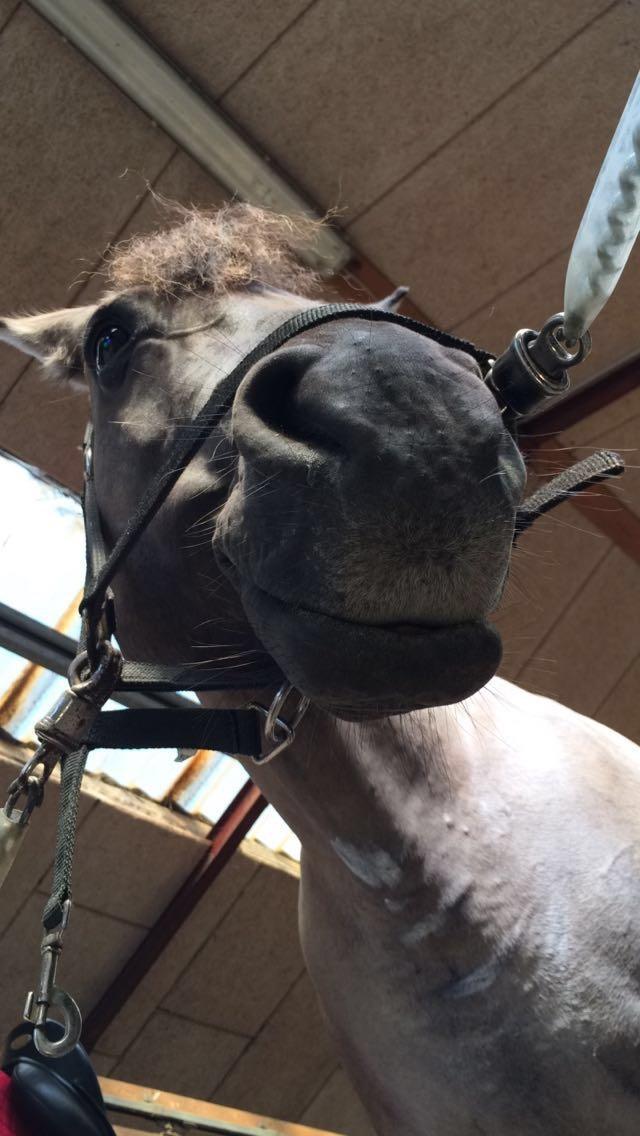 Anden særlig race Carla (Solgt) billede 17