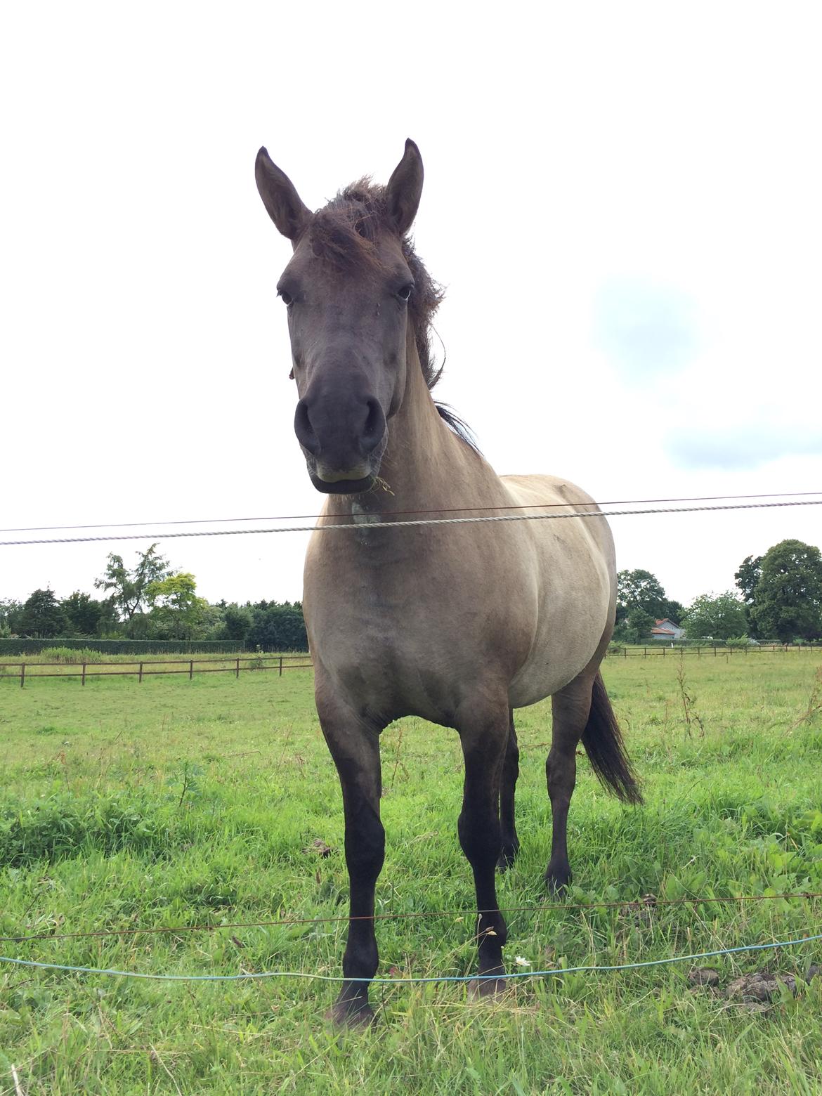 Anden særlig race Carla (Solgt) billede 18