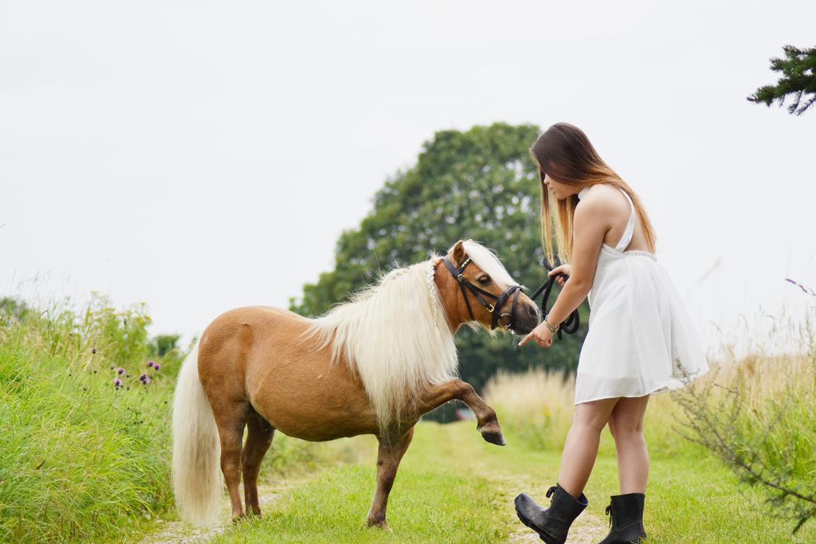 Shetlænder Stjernens Mini-Lion - 03-08-16 - Lidt over 3 år sammen <3 billede 1