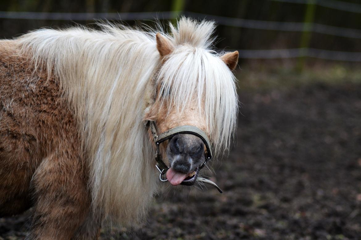 Shetlænder Stjernens Mini-Lion - Grimme ven... billede 19
