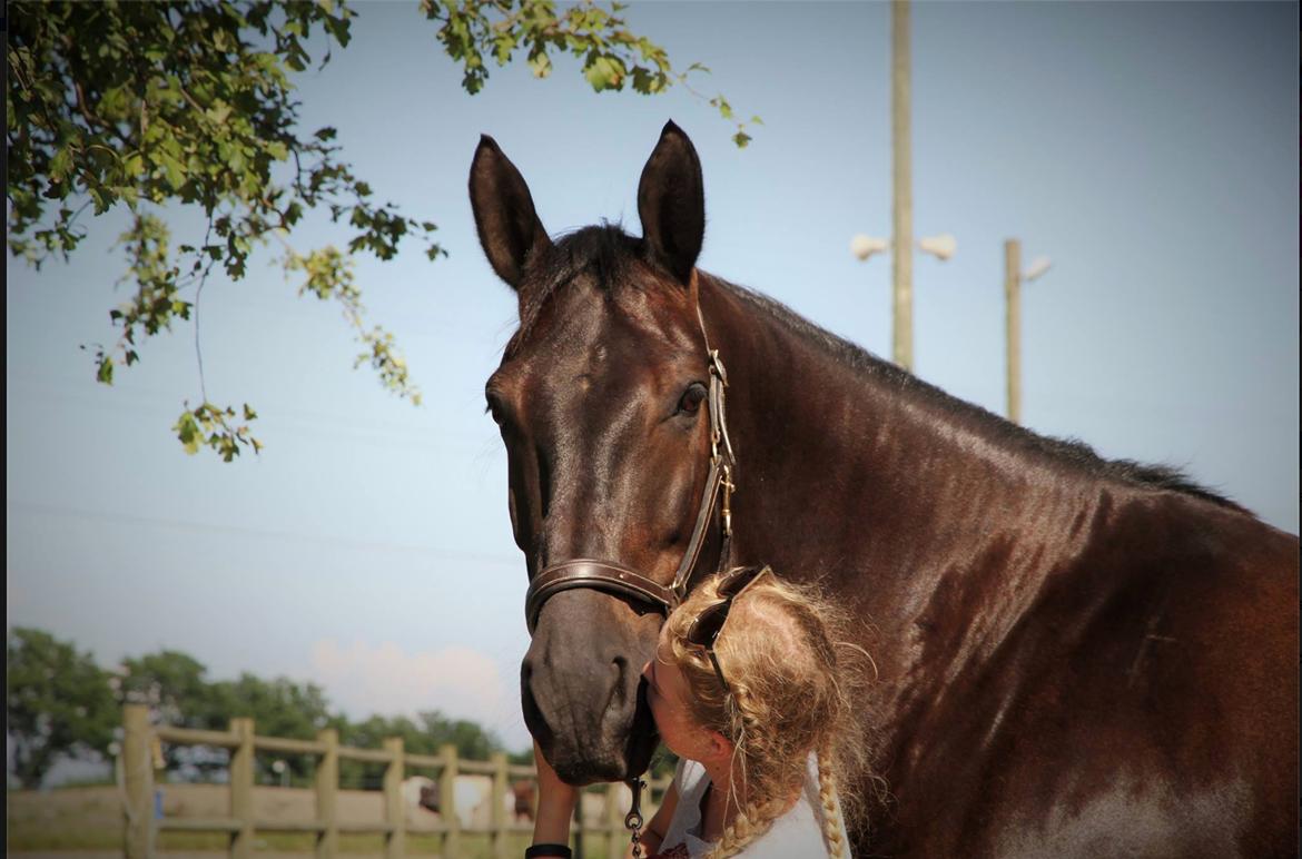 Oldenborg Horsebjergs galanto billede 2
