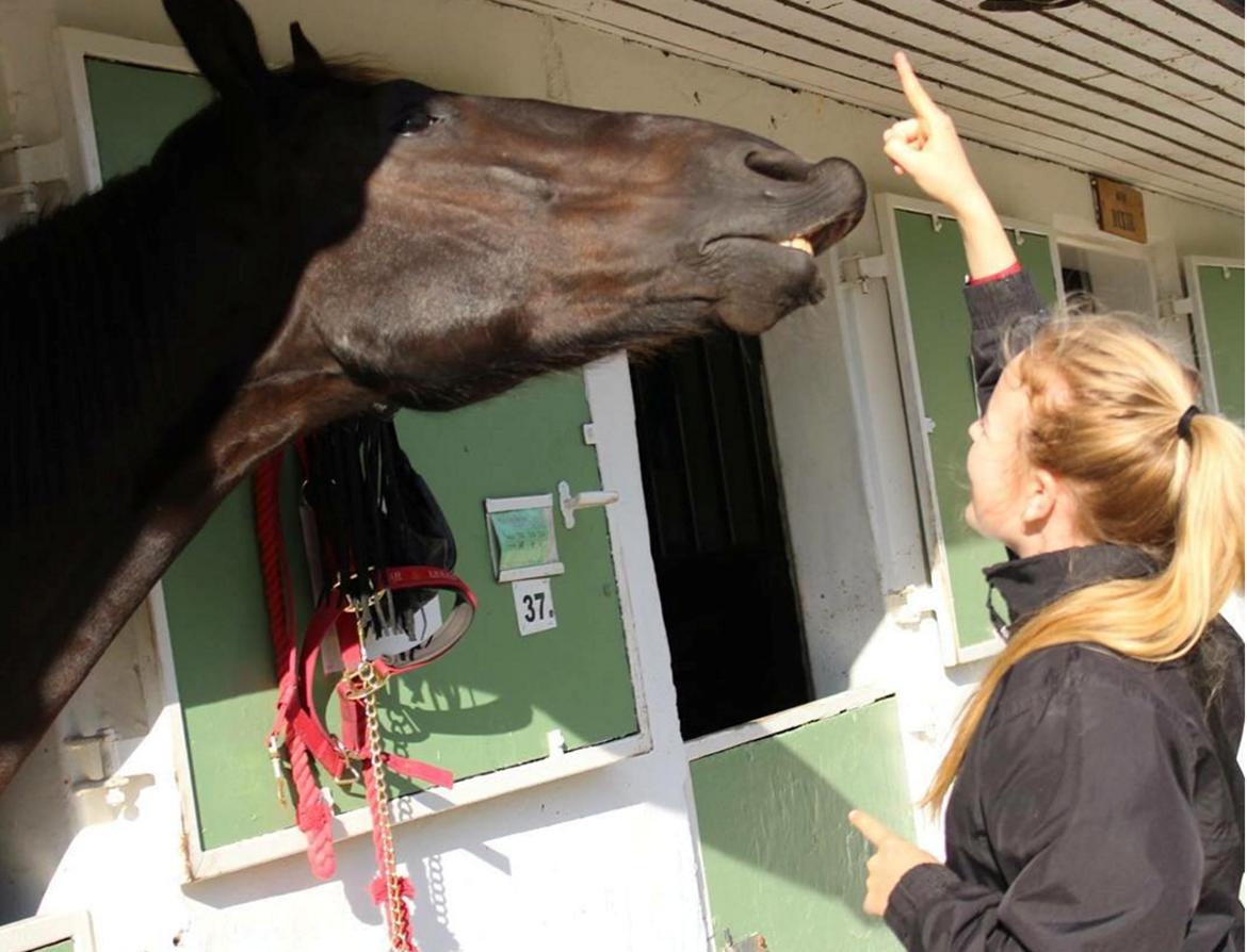 Oldenborg Horsebjergs galanto billede 20