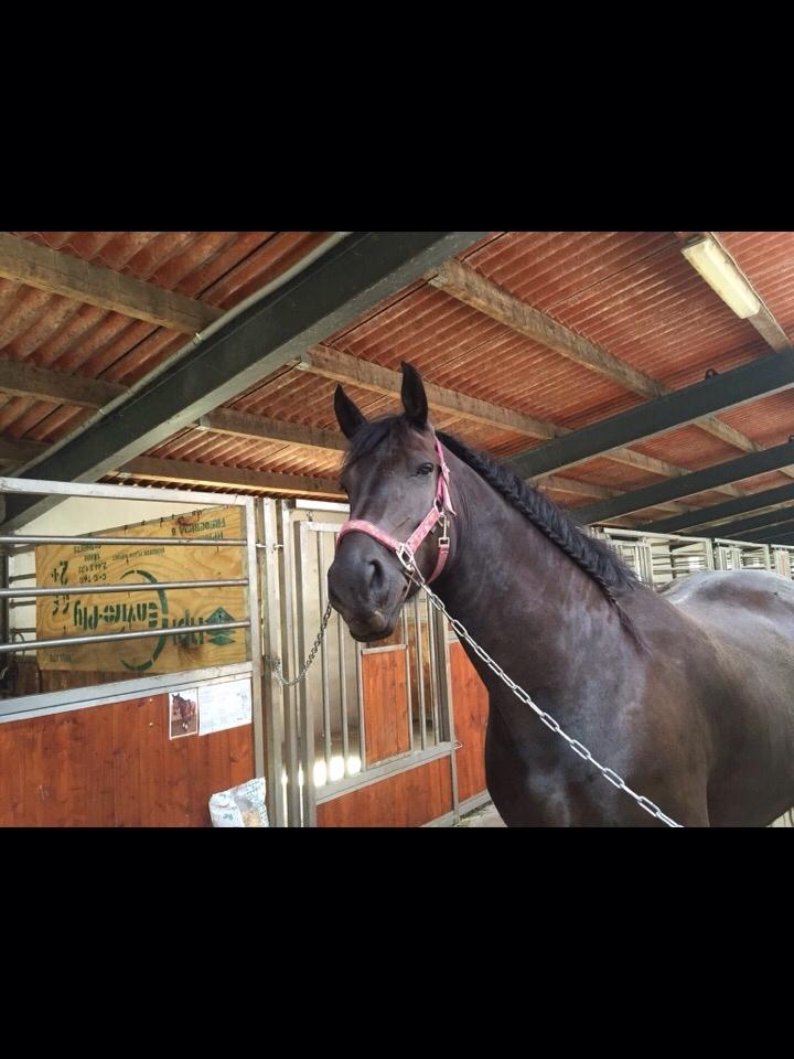 Barockpferd Zafir af Kashede billede 1