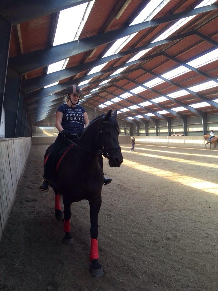 Barockpferd Zafir af Kashede billede 2