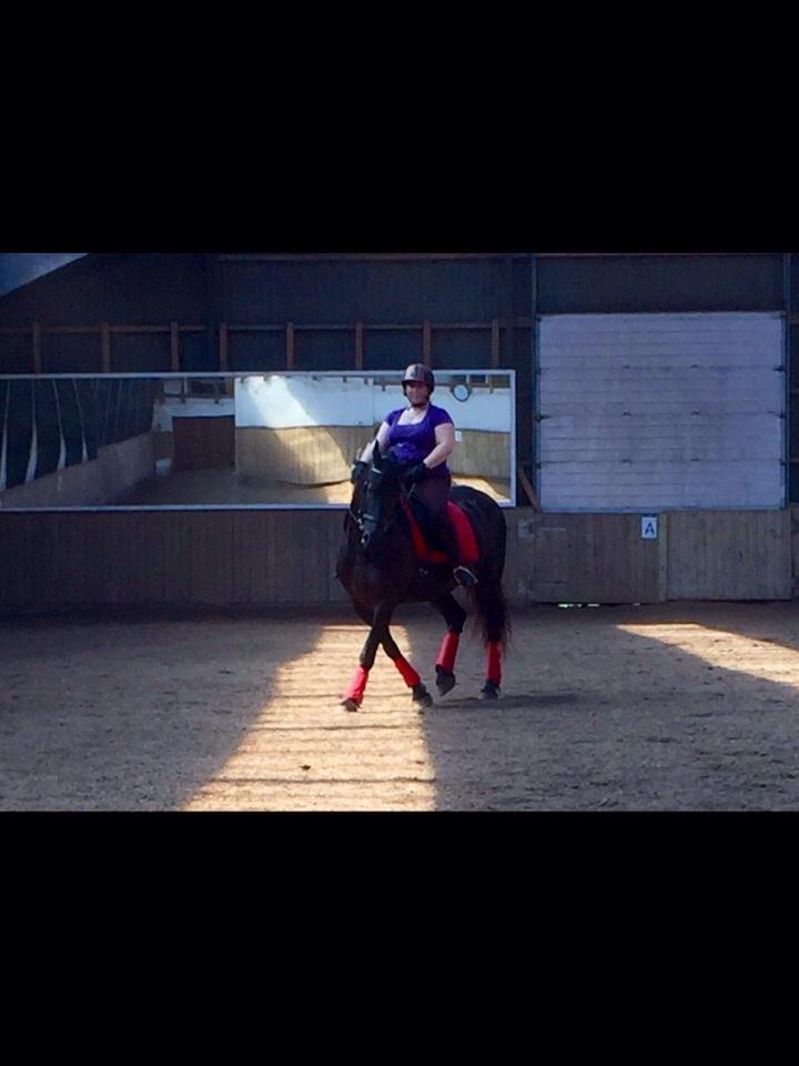 Barockpferd Zafir af Kashede billede 3