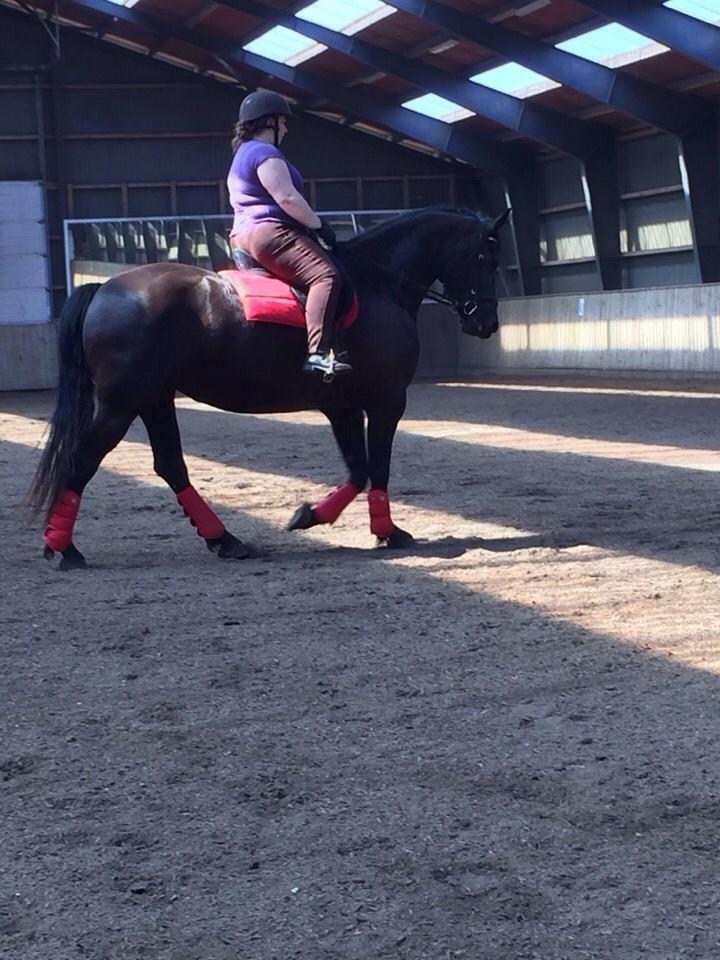 Barockpferd Zafir af Kashede billede 4