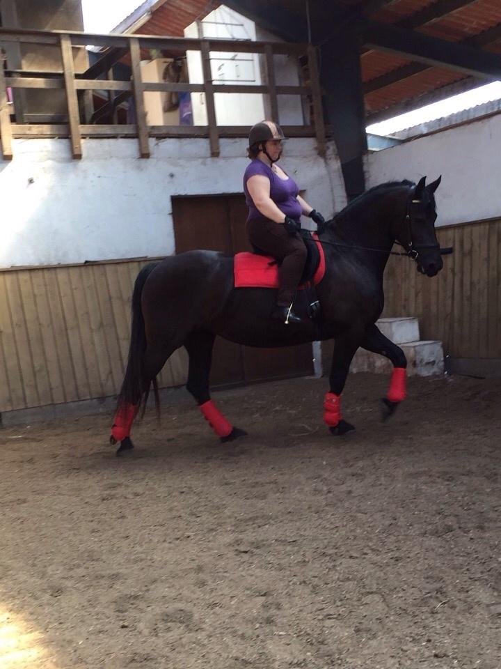 Barockpferd Zafir af Kashede billede 5