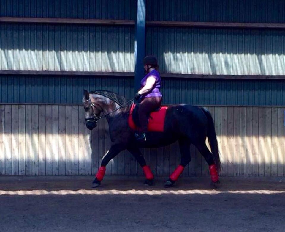 Barockpferd Zafir af Kashede billede 6