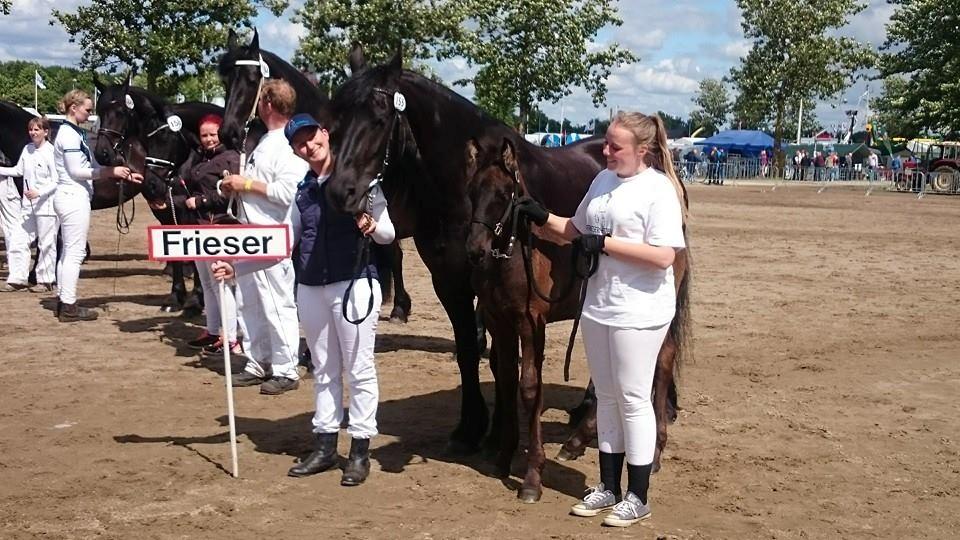 Frieser Arthur von Inger-Marienlund - Landsskuet i Herning !! billede 14