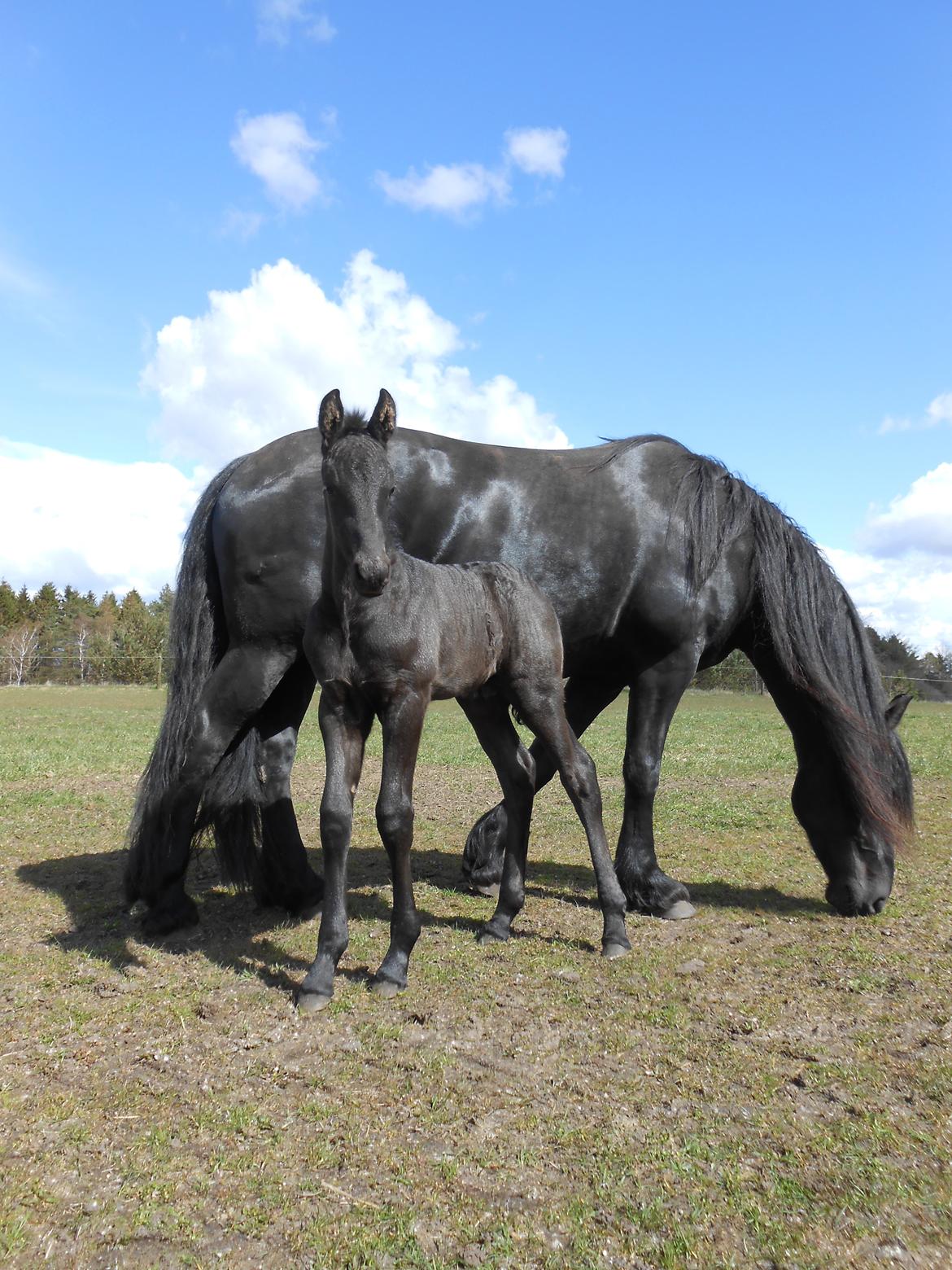 Frieser Arthur von Inger-Marienlund billede 3