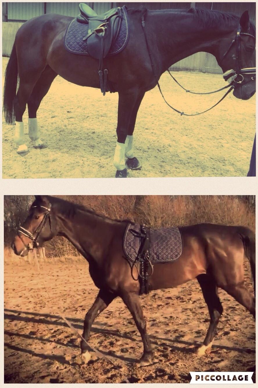 Dansk Varmblod Hexarin grønvang - Resultatet af 5 måneders arbejde :-) billede 10