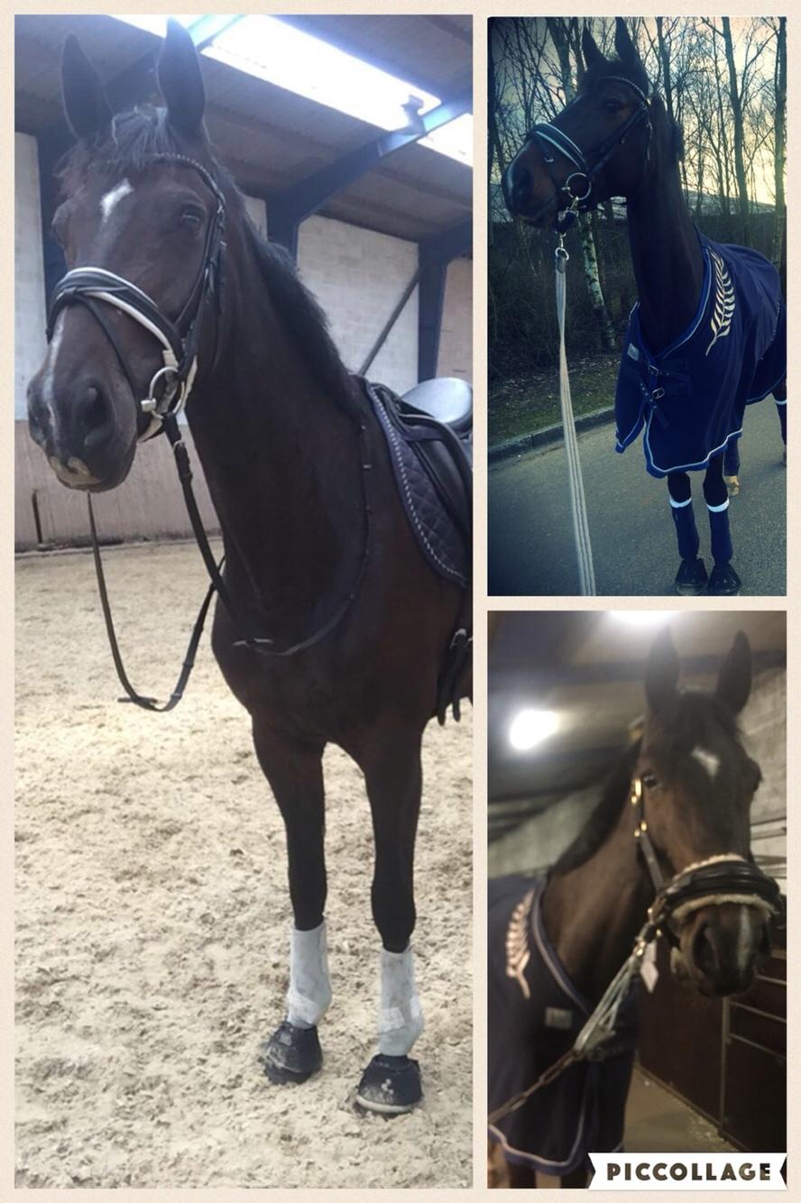 Dansk Varmblod Hexarin grønvang - forandring på 5 måneder. Til venstre er nu og de to til højre er før :-) billede 11