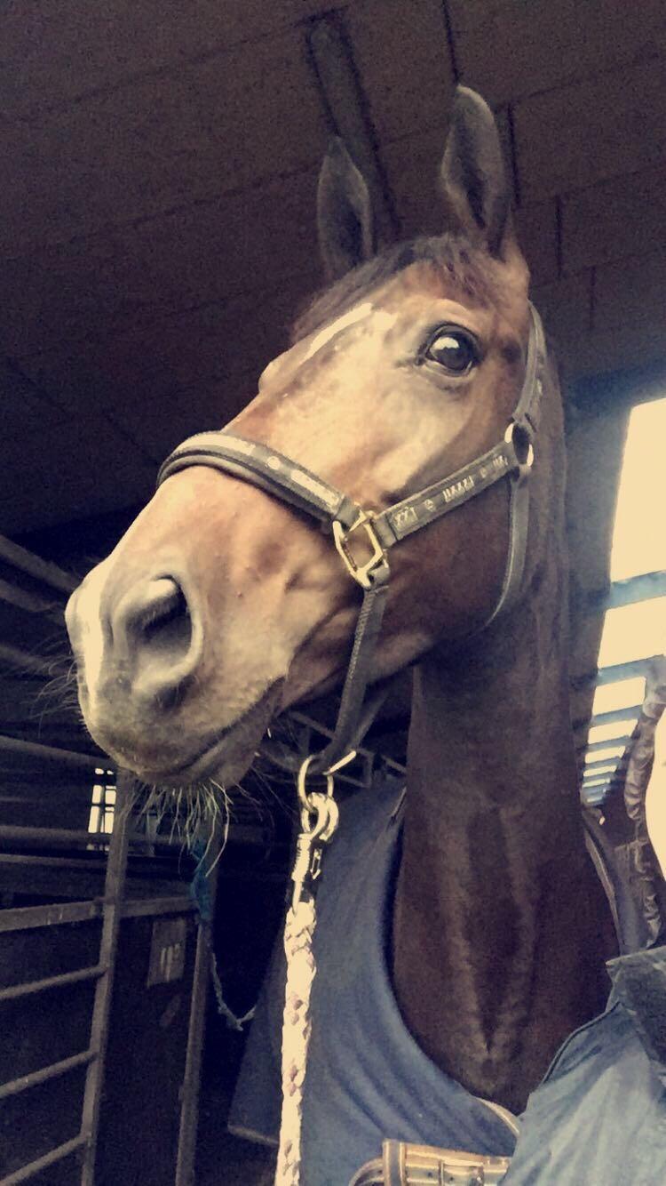 Dansk Varmblod Hexarin grønvang billede 12