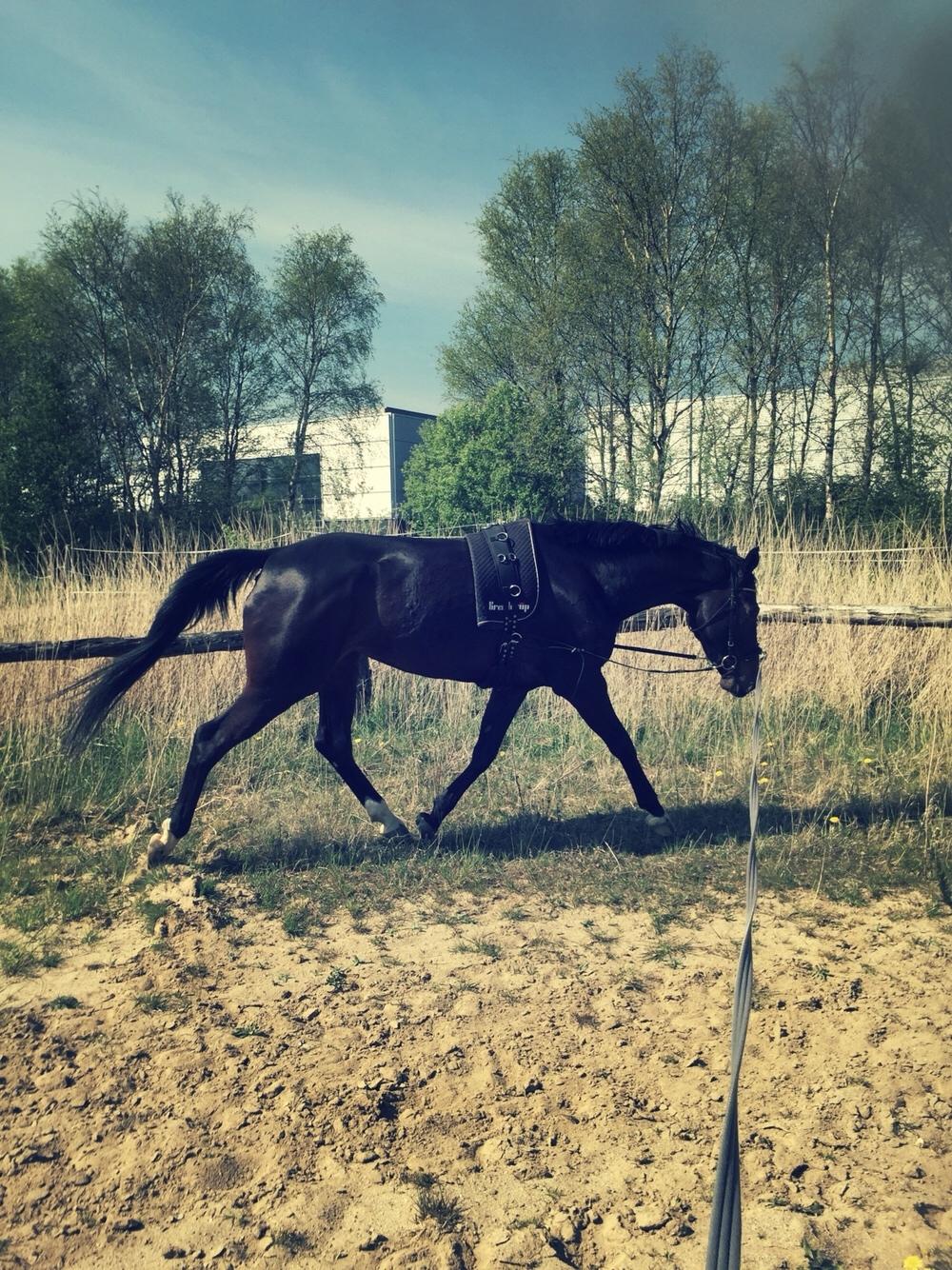 Dansk Varmblod Hexarin grønvang billede 13