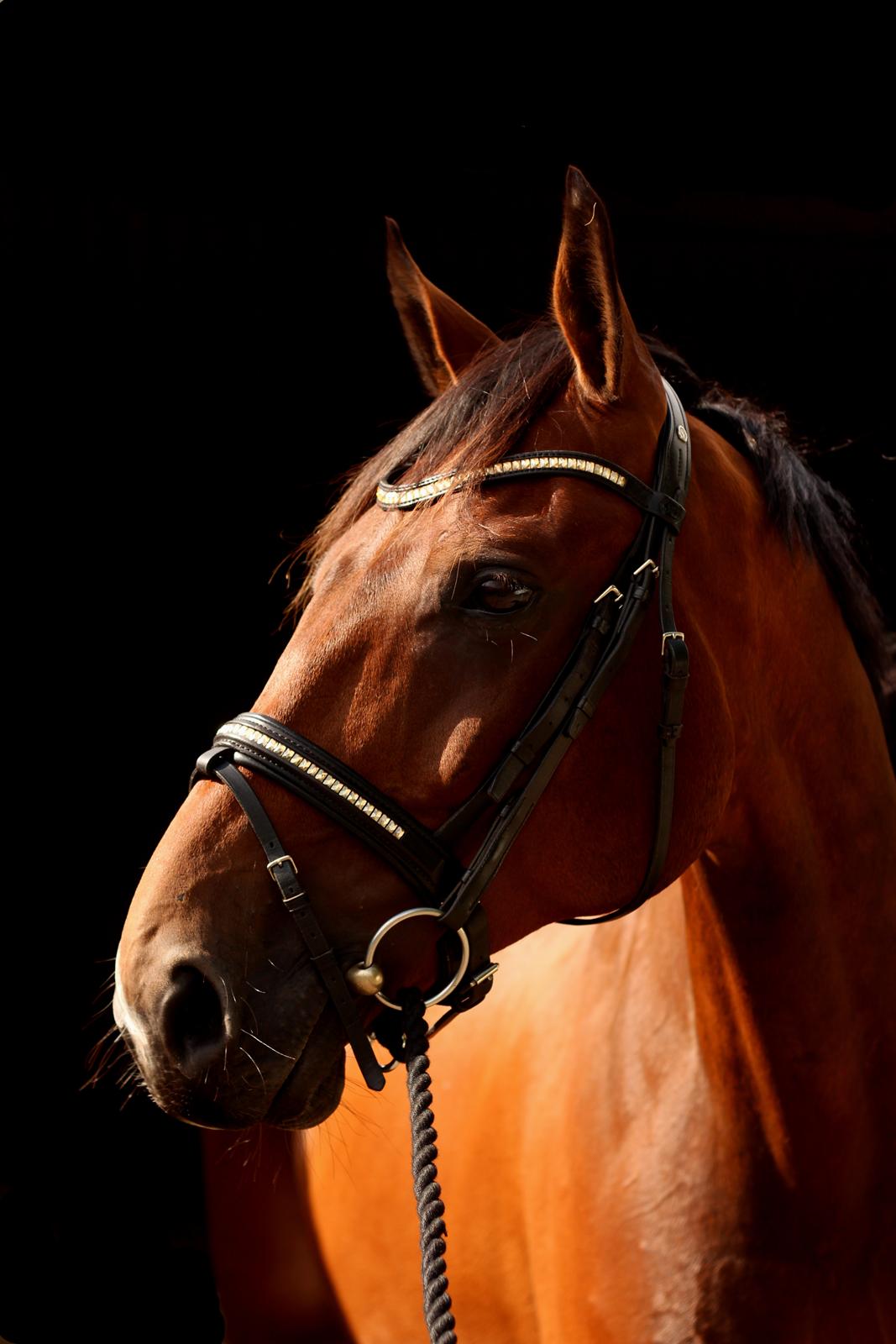 Dansk Varmblod Don Diego billede 4