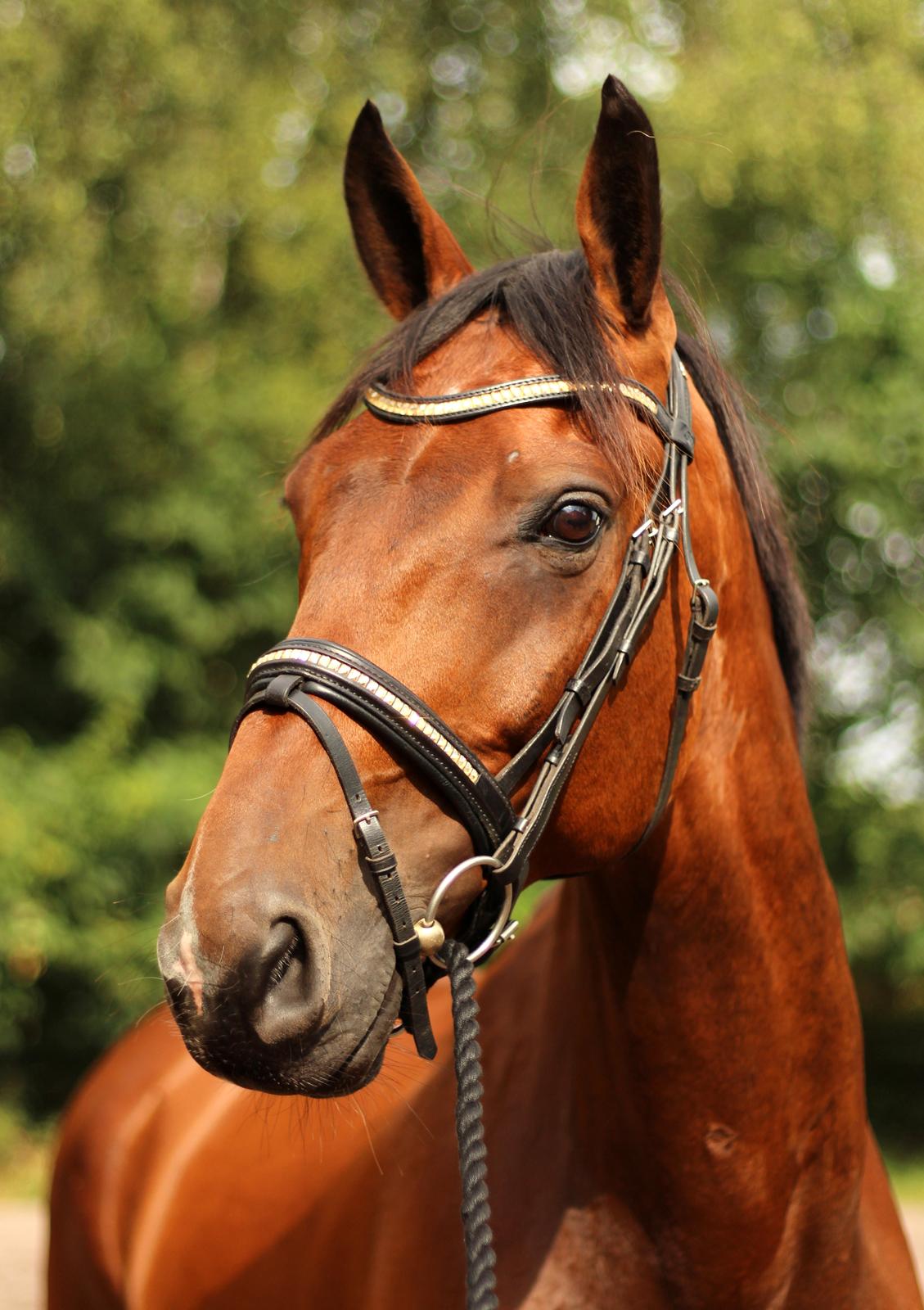 Dansk Varmblod Don Diego billede 7