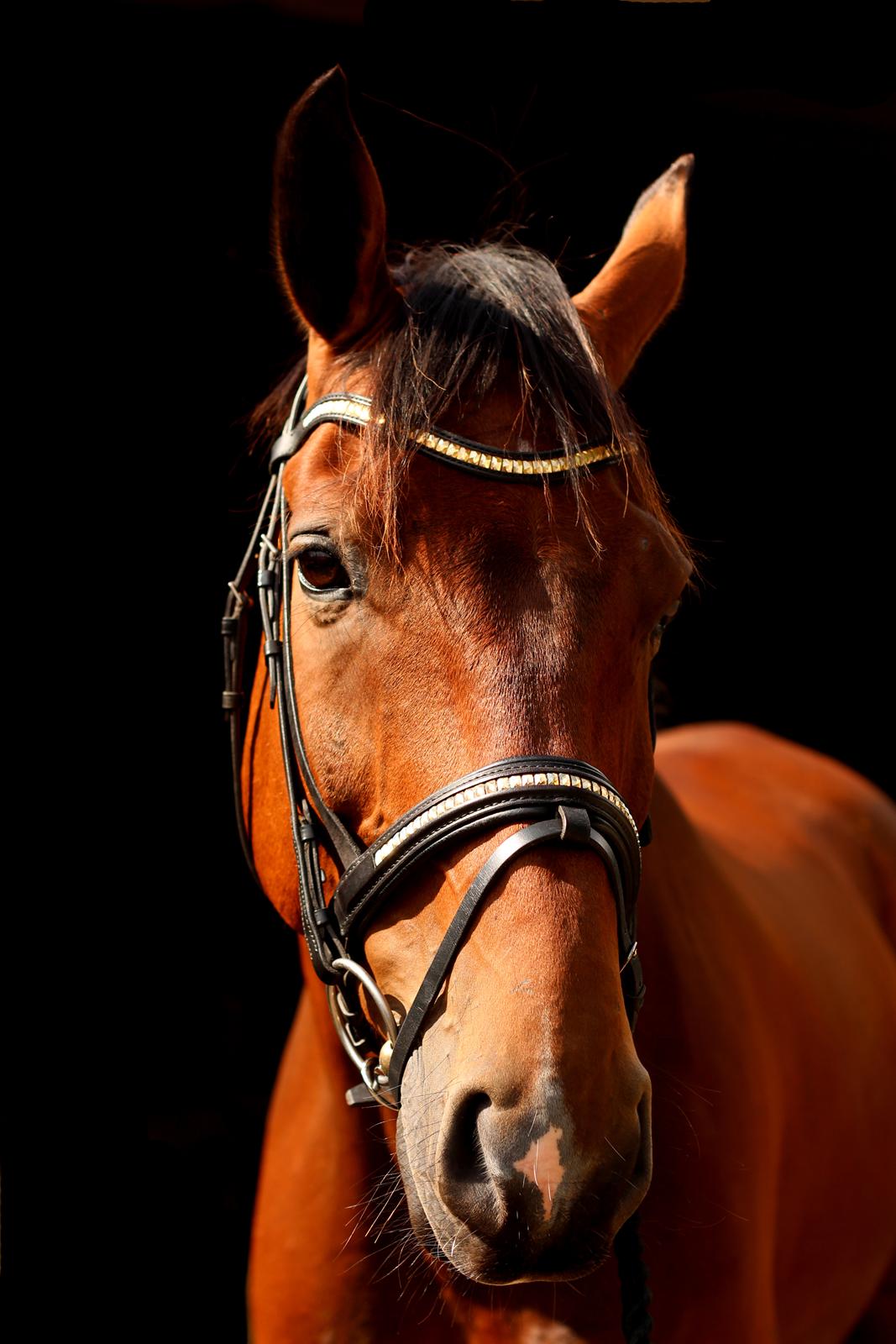 Dansk Varmblod Don Diego billede 16