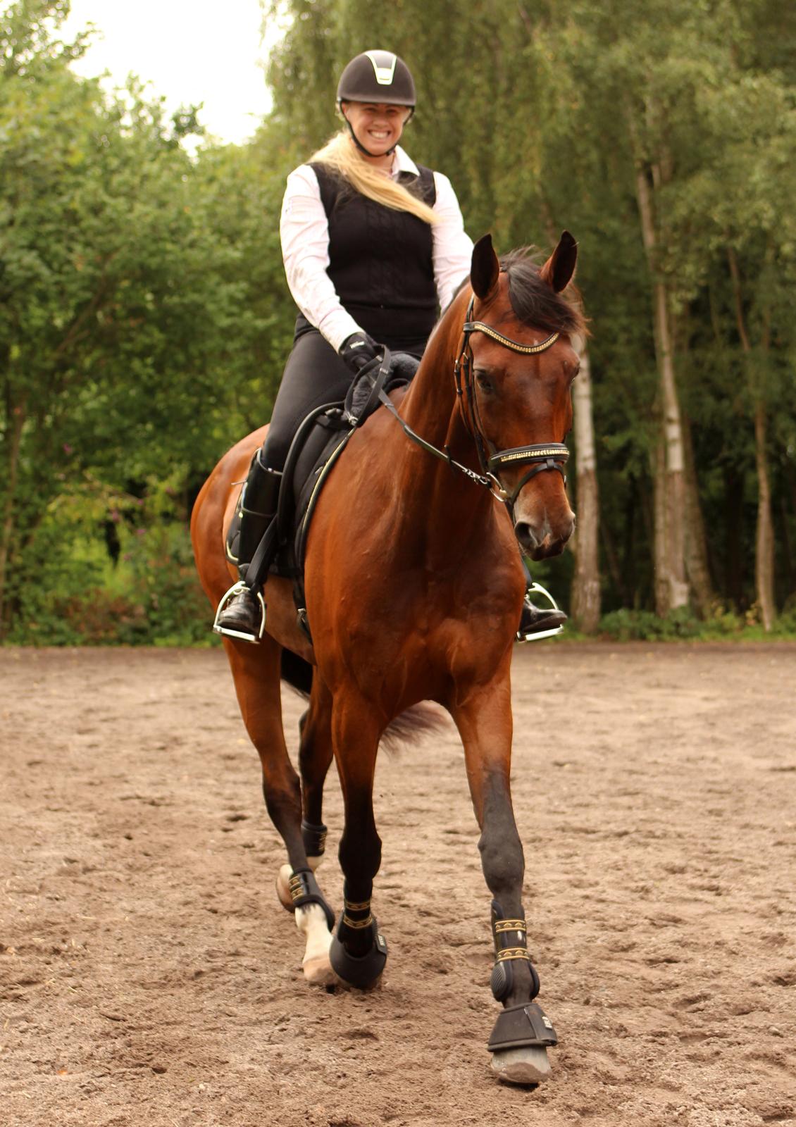 Dansk Varmblod Don Diego billede 8