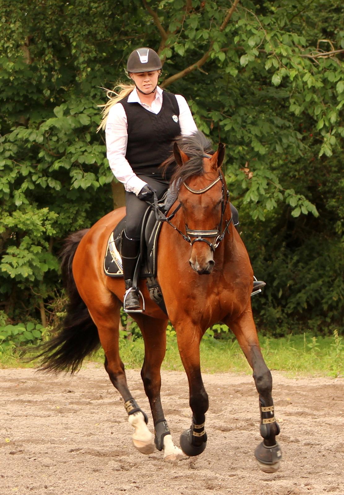 Dansk Varmblod Don Diego billede 9