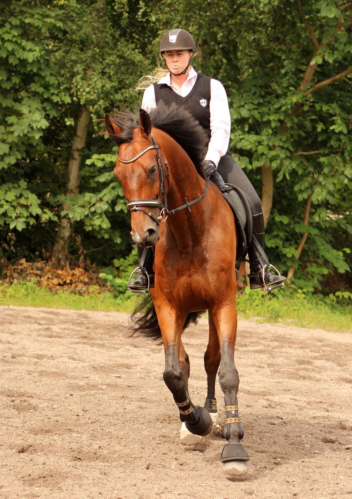 Dansk Varmblod Don Diego billede 6