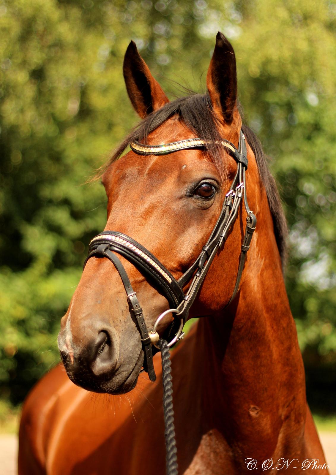 Dansk Varmblod Don Diego billede 14