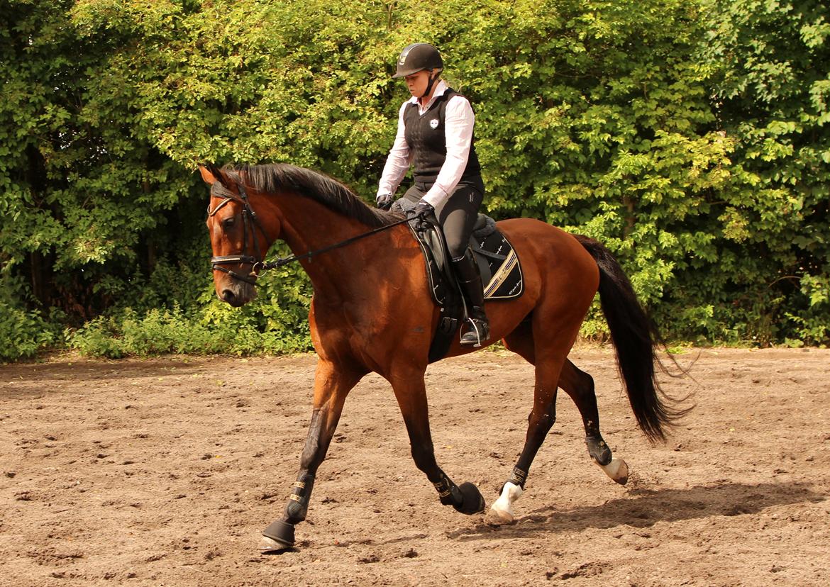 Dansk Varmblod Don Diego billede 10