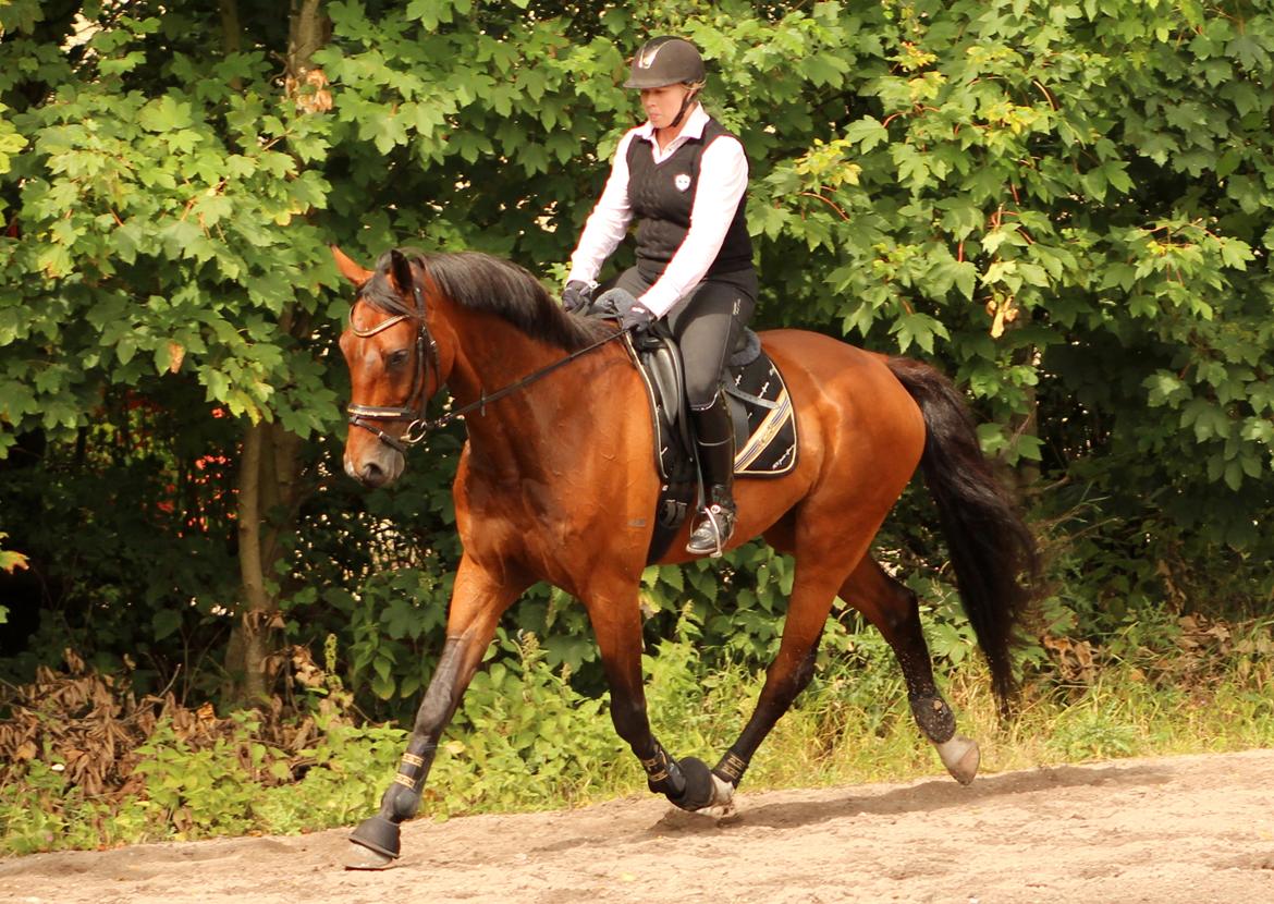 Dansk Varmblod Don Diego billede 11