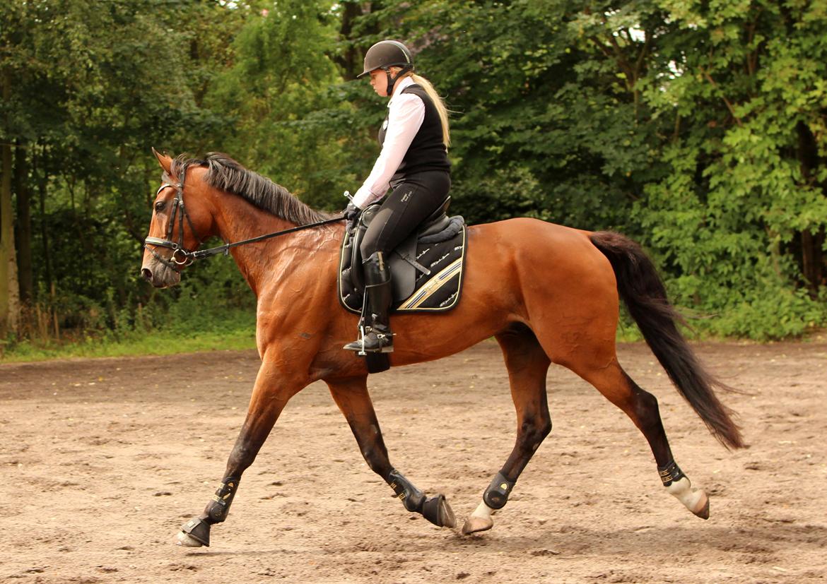 Dansk Varmblod Don Diego billede 12