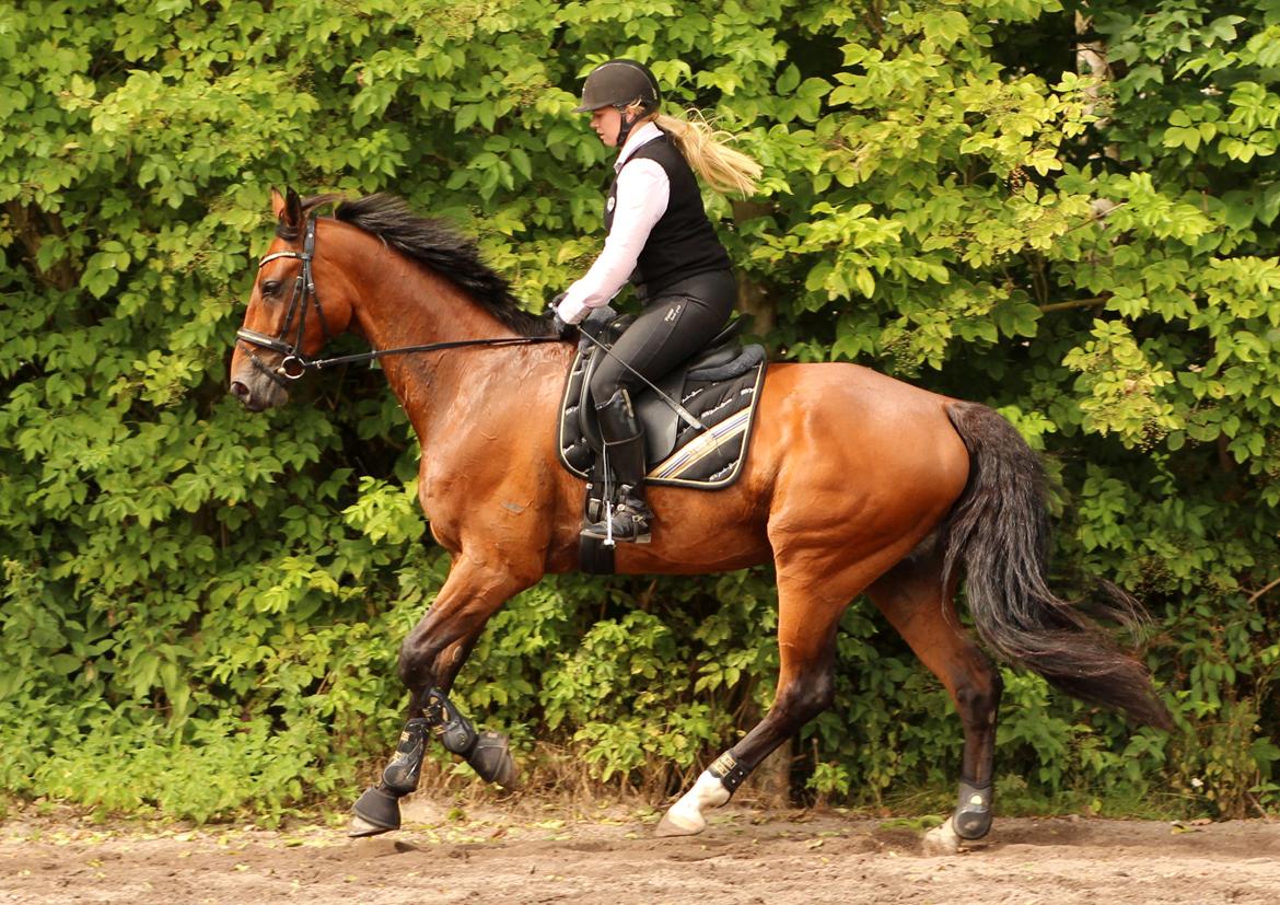 Dansk Varmblod Don Diego billede 13