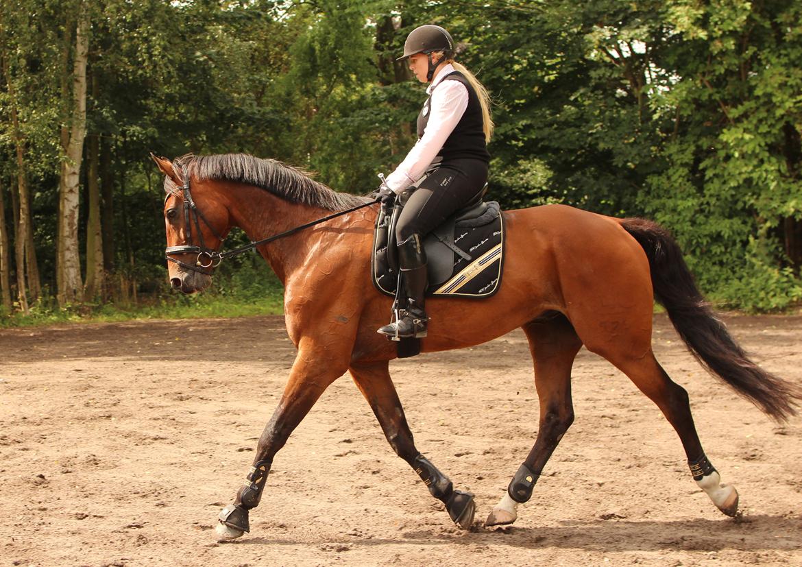 Dansk Varmblod Don Diego billede 5